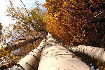 Image showing czech color autumn country 