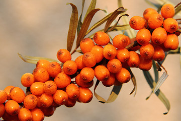 Image showing sea buckthorn (sea-buckthorn) 