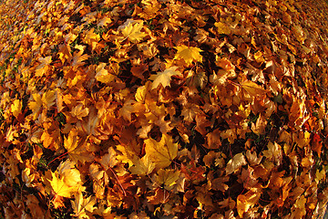 Image showing autumn color leaves 