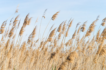 Image showing Reeds