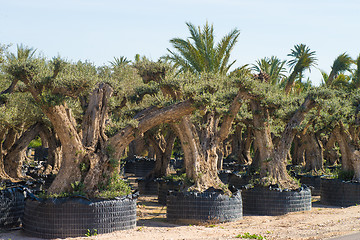 Image showing Olive tree farm