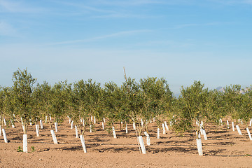 Image showing Tree nursery