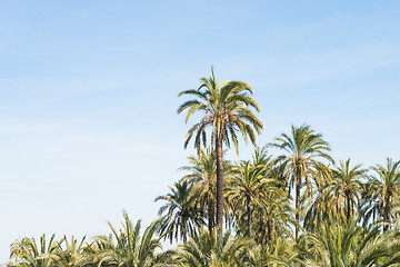 Image showing Palm tree plantation