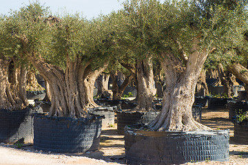 Image showing Old trees