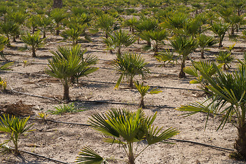 Image showing Palm tree seedlings