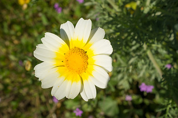 Image showing Wild daisy