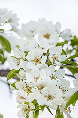 Image showing Flowering cherry