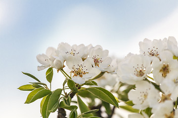 Image showing Cherry blossoms