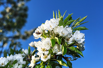 Image showing Early cherry flowers