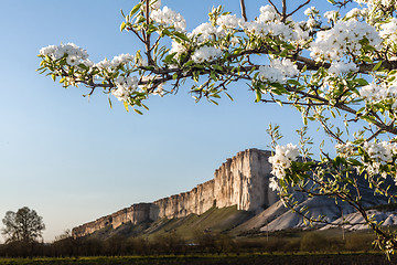 Image showing Branch of cherry