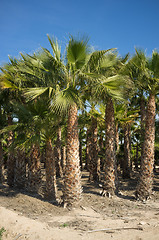 Image showing Palm tree farm