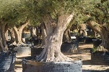 Image showing Old olive trees