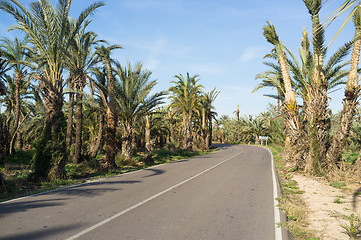 Image showing Palm tree lined road