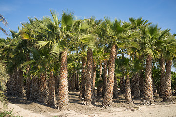 Image showing Palm plantation