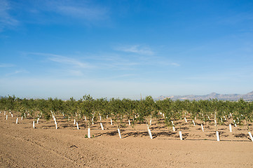 Image showing Olive tree arboretum