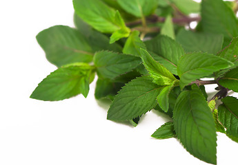 Image showing Fresh green mint