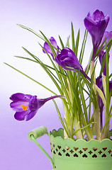 Image showing crocuses