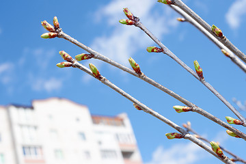 Image showing Cherry buds against urban buildings