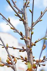 Image showing Buds of cherry tree in springtime