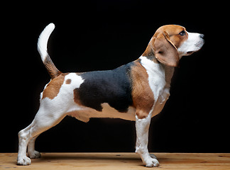 Image showing Beagle dog on black background