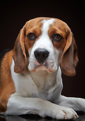 Image showing Portrait of young beagle dog