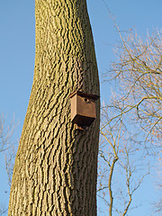 Image showing Bird Box