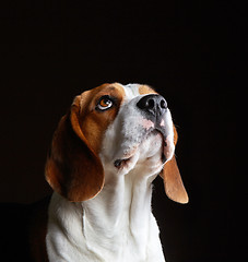 Image showing Portrait of young beagle dog