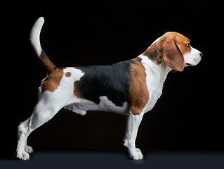 Image showing Beagle dog on black background