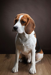 Image showing Portrait of young beagle dog