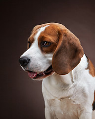 Image showing Portrait of young beagle dog