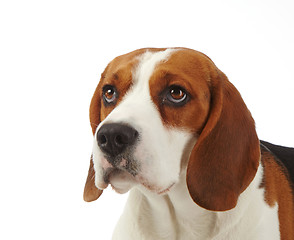 Image showing Portrait of young beagle dog