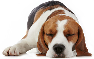 Image showing Sleeping beagle dog