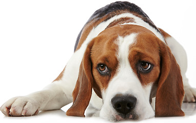 Image showing Portrait of young beagle dog