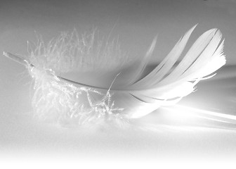 Image showing Feather