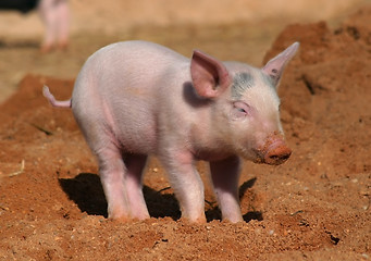 Image showing piglet