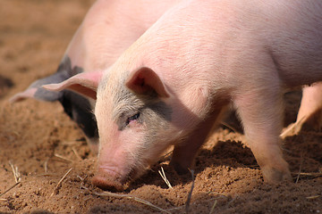 Image showing piglet