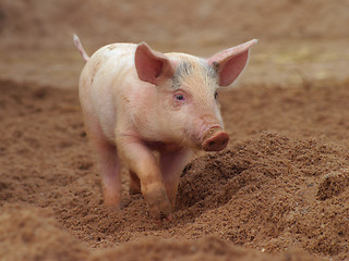 Image showing young pig, piglet