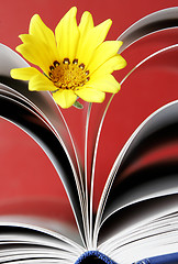 Image showing Flower and Book