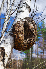 Image showing Monstrous excrescence on the white birch trunk