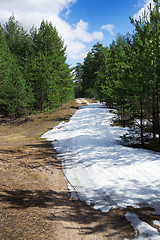 Image showing The young pine forest in spring