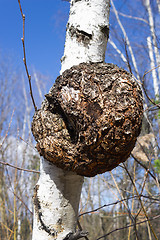 Image showing Monstrous excrescence on  birch trunk