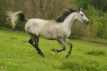 Image showing running horse Shagya arab