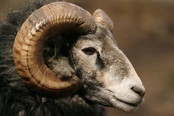 Image showing sheep, Gotland sheep - ram