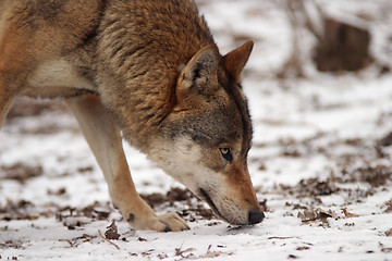 Image showing Gray Wolf in a winter