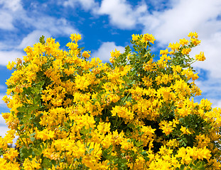 Image showing Bush of yellow flowers