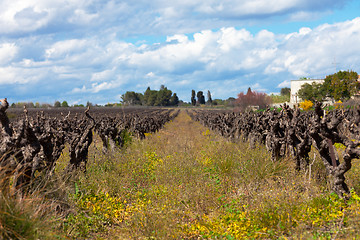 Image showing old grape vine