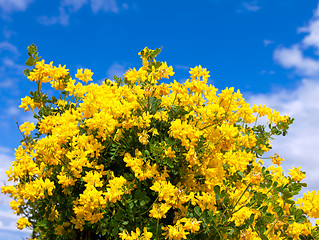 Image showing Bush of yellow flowers