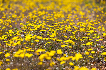 Image showing Field of yellow flowers