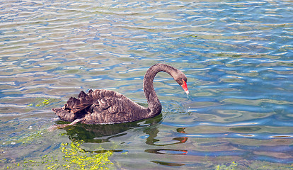 Image showing Graceful black swan swimming in a pond