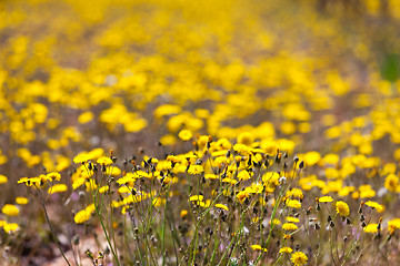 Image showing Field of yellow flowers